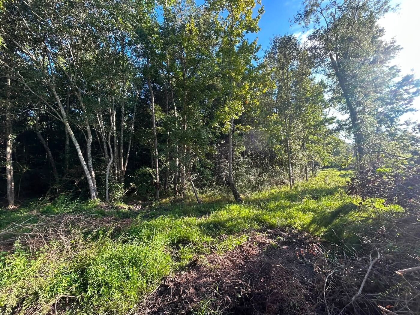 Wooded property