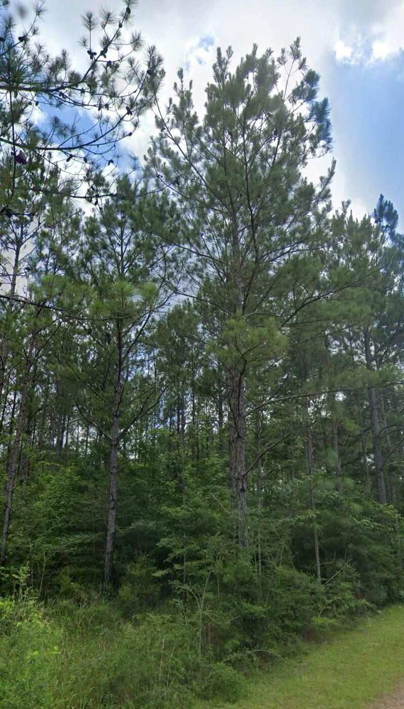 Trees on a property